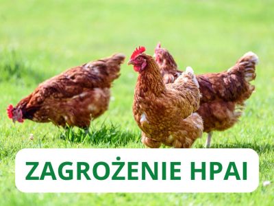 Komunikat - ptasia grypa (HPAI) na terenie Gminy Brzeziny