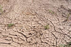 Szkody w gospodarstwach rolnych dotkniętych suszą
