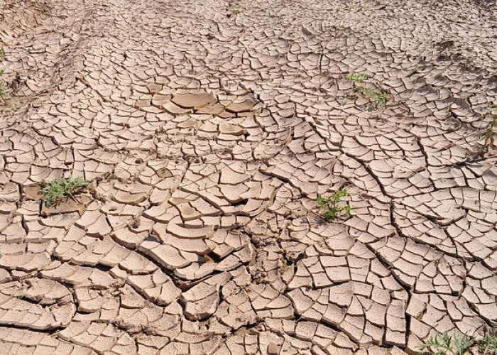 Szkody w gospodarstwach rolnych dotkniętych suszą