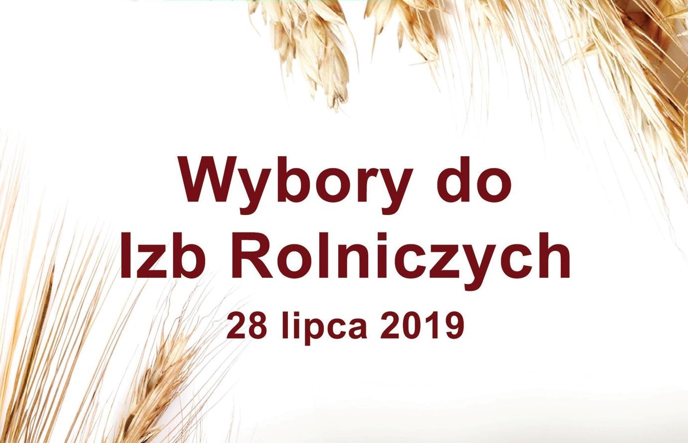 Wybory IRW 2019