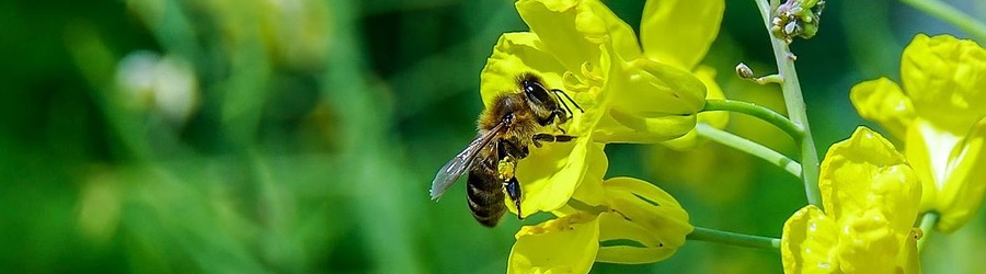 bee