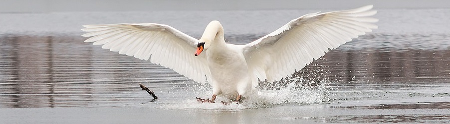 swan